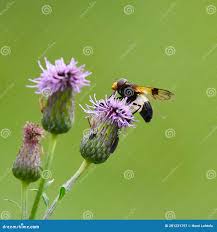 Attēlu rezultāti vaicājumam “Volucella pellucens”