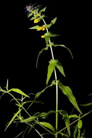 Attēlu rezultāti vaicājumam “Melampyrum nemorosum leaf”