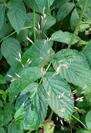 Attēlu rezultāti vaicājumam “Agrostis capillaris”