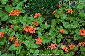 Image result for Anagallis arvensis