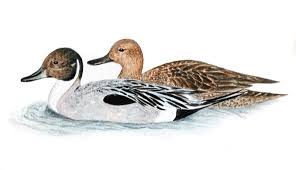 Image result for Anas acuta