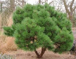 Attēlu rezultāti vaicājumam “Pinus nigra”