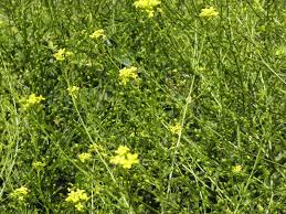 Attēlu rezultāti vaicājumam “Bunias orientalis bud”