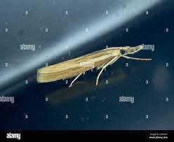 Attēlu rezultāti vaicājumam “Agriphila selasella”