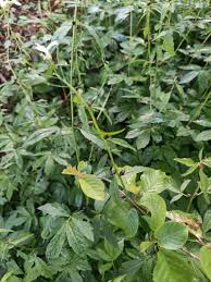Attēlu rezultāti vaicājumam “Cardamine bulbifera leaf”