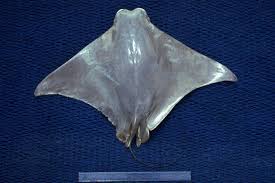 Image result for Rhinoptera brasiliensis