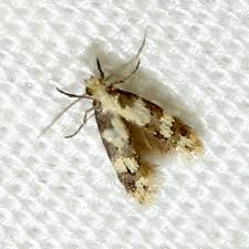 Attēlu rezultāti vaicājumam “Tineidae”