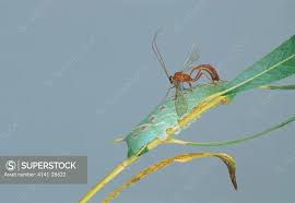 Attēlu rezultāti vaicājumam “Laothoe populi larva”