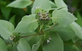 Image result for Adlumia cirrhosa