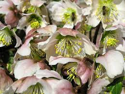 Image result for Christrose