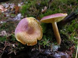 Attēlu rezultāti vaicājumam “Tricholomopsis rutilans”