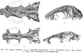 Image result for Anarhichas denticulatus