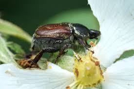 Attēlu rezultāti vaicājumam “Hoplia graminicola”