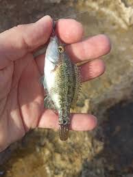 Image result for Symphodus bailloni