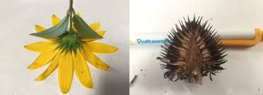 Attēlu rezultāti vaicājumam “Asteraceae”