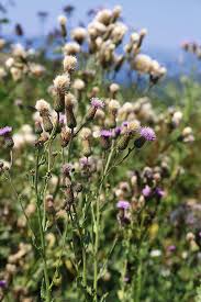 Attēlu rezultāti vaicājumam “Didymium verrucisporum”