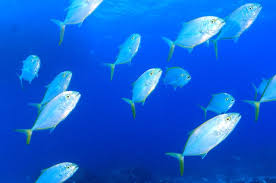 Image result for Caranx bartholomaei