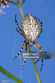 Attēlu rezultāti vaicājumam “Aculepeira ceropegia”