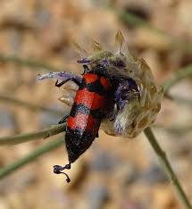 Attēlu rezultāti vaicājumam “Meloidae”