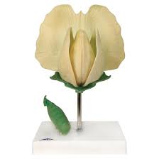 Attēlu rezultāti vaicājumam “Pisum sativum”