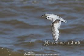 Image result for Rhodostethia rosea