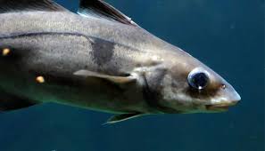 Image result for Melanogrammus aeglefinus