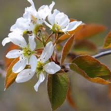 Attēlu rezultāti vaicājumam “Amelanchier spicata flower”