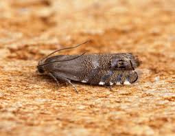 Attēlu rezultāti vaicājumam “Gracillaria syringella larva”