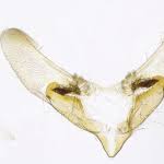 Attēlu rezultāti vaicājumam “Anania stachydalis”