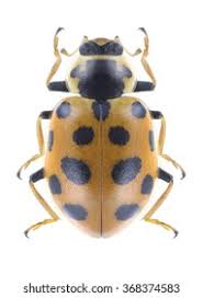 Attēlu rezultāti vaicājumam “Hippodamia tredecimpunctata”