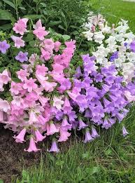 Image result for Campanula medium