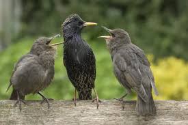 Attēlu rezultāti vaicājumam “Sturnus vulgaris”