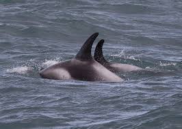 Image result for Lagenorhynchus albirostris