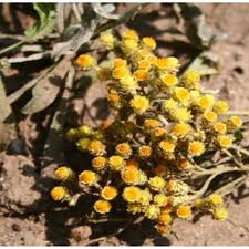 Attēlu rezultāti vaicājumam “Helichrysum arenarium”