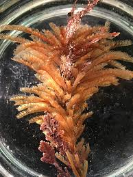 Attēlu rezultāti vaicājumam “Lophozia ascendens”