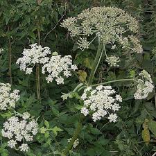 Image result for Heracleum sphondylium