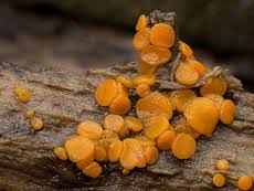 Attēlu rezultāti vaicājumam “Miladina lecithina”