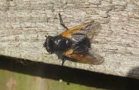 Attēlu rezultāti vaicājumam “Mesembrina meridiana”