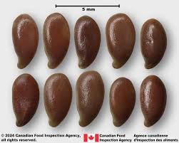 Image result for Linum usitatissimum