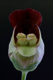 Attēlu rezultāti vaicājumam “Scrophularia nodosa fruit”