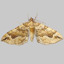 Attēlu rezultāti vaicājumam “Pelurga comitata”