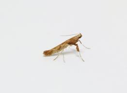 Attēlu rezultāti vaicājumam “Caloptilia hemidactylella”