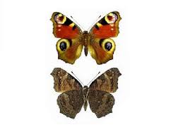 Attēlu rezultāti vaicājumam “Inachis io”