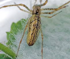 Attēlu rezultāti vaicājumam “Tetragnatha montana”