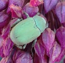 Attēlu rezultāti vaicājumam “Hoplia parvula”