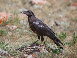 Attēlu rezultāti vaicājumam “Corvus frugilegus”