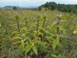 Attēlu rezultāti vaicājumam “Gentiana cruciata”