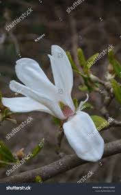 Attēlu rezultāti vaicājumam “Magnolia cylindrica flower”