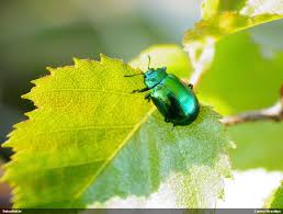 Attēlu rezultāti vaicājumam “Linaeidea aenea”