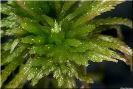 Attēlu rezultāti vaicājumam “Sphagnum girgensohnii”